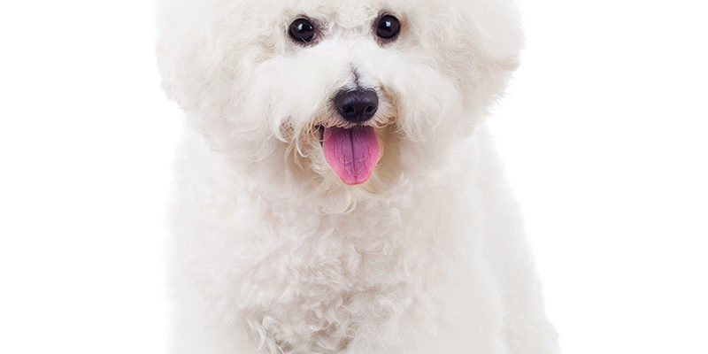 Роды у Бишон Фризе - Bichon Frise
