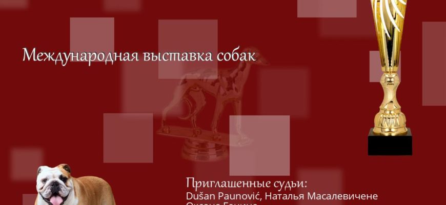 Мурманск: Выставки собак ранга ЧФ,ЧРКФ,САС 2022г.